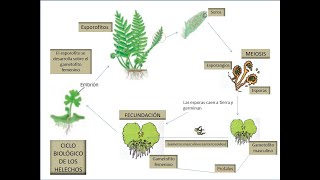 Tema 8 Relación y Reproducción en las Plantas Vídeo 2 Reproducción de Musgos y Helechos [upl. by Alisha]