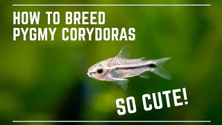 How to Breed Pygmy Corydoras  Super Cute Catfish [upl. by Joerg457]