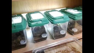 Brachypelma Verdezi Update and Cleaning April 28 2016 [upl. by Godewyn]