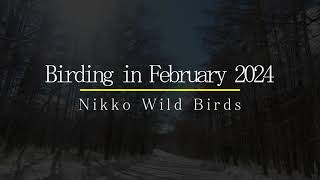 Birding in February 2024 Nikko Wild Birds [upl. by Owiat225]