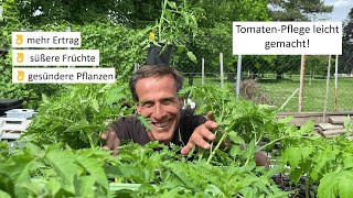 TomatenAnbau einfach erklärt 🤓 wie erreichen wir hohe Erträge süße Früchte und gesunde Pflanzen [upl. by Armahs876]