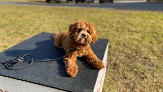 Milo the Cavapoo Week 2 Training Update  K9one Dog Training [upl. by Alisander]