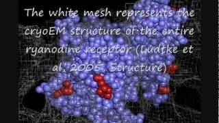 cardiac arrhythmia  CPVT and the Ryanodine Receptor in molecular detail [upl. by Kelwen]