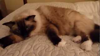 Ragdoll Cat Closeup  THE BEST KITTY IN THE WORLD  Caymus the Fabulous  ねこ  ラグドール  Floppycats [upl. by Nwahsar]