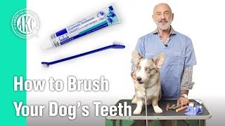 How to Brush your dogs teeth  AKC Vets Corner [upl. by Kathi]