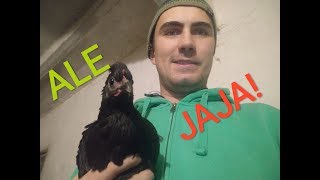 Jak nie stracić jaj zimą VLOG 132 w kurniku Rolnik NIEprofesjonalny [upl. by Eedahs]