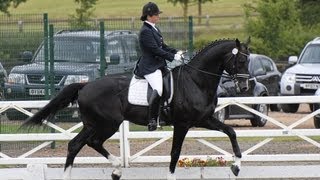 Solaris Amoureux KWPN Dressage Stallion [upl. by Ahsatan]