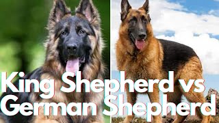 King Shepherd vs German Shepherd [upl. by Hunsinger]