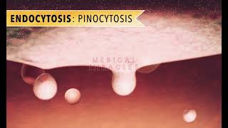 Endocytosis  Phagocytosis  Pinocytosis  Exocytosis [upl. by Wilkey]