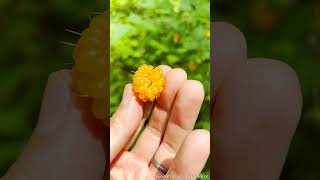 Salmonberry Cascades  4K  Nature  Foraging  Water Sounds [upl. by Ciapas]