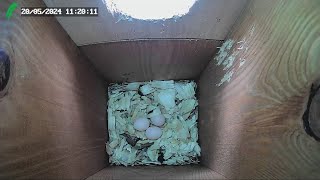 Redbellied Woodpecker nest box Florida LIVE STREAM [upl. by Ratna364]