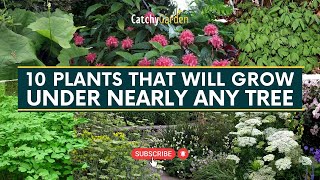 Best 10 Plants That Will Grow Under Nearly Any Tree 🌳🌸🍃  Gardening Tips [upl. by Annaor418]