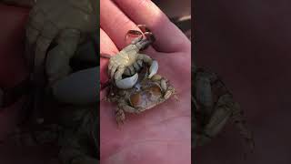 Crab molts in guys hand 🦀😱  🎥 Viralhog [upl. by Derriey]