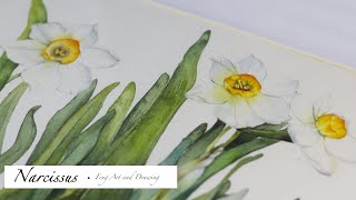 drawing a narcissus ｜ watercolor [upl. by Nel]