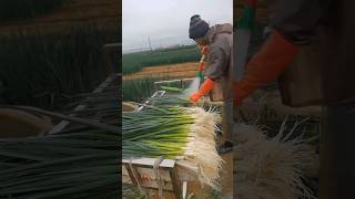 Leek Harvest Fresh From Farm satisfying shot agriculture [upl. by Eisnil]