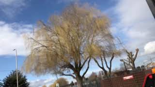 Willow Tree Pollarding in Canvey Essex [upl. by Enra108]