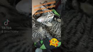 youtube hermanos cat michis amor like decorazón animals video viralshort [upl. by Eeroc765]