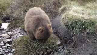 The dancing Wombat [upl. by Thorvald]