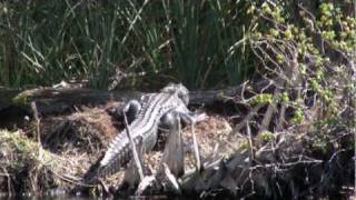 Salt Springs Run Alligators  Ocala National Forest [upl. by Ewer724]