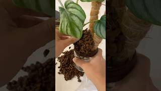 എന്റെ ചെടി ready 🪴  Philodendron Mamei Silver philodendron hobby plants plants indoorplants [upl. by Aun992]