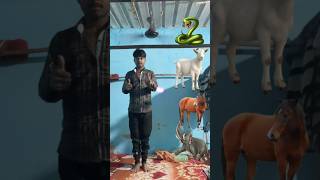 HATHI  GHORA  BAKRI  SAP shorts short trending cartoon comedy [upl. by Lotty]