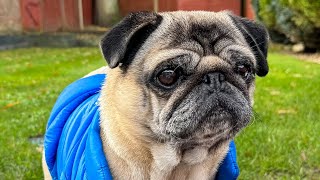 Pug Baby Barking 😱 Dog Barking Sounds Pug Funny Videos [upl. by Kutzenco]