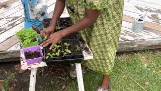 How to Grow Scent leaf Holy Basil Occimum gratissimum From Seeds  How to Repot Scentleaf [upl. by Eirellam]