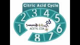 The Citric Acid Cycle An Overview [upl. by Yordan]