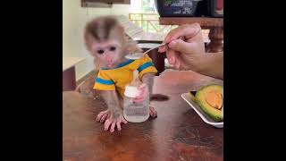 Titas In Calm Baby Monkey Sit Quietly In Basket Wait For Avocado Mash Milkmonkeybandarcartooncr7 [upl. by Tabby547]