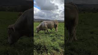 Charolais 🇨🇵 love arabic топ cow calving farming friday goat calf [upl. by Worden533]