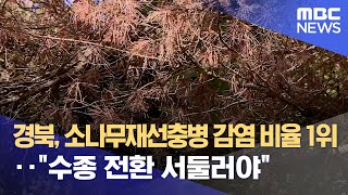 경북 소나무재선충병 감염 비율 1위 quot수종 전환 서둘러야quot 20241002뉴스데스크안동MBC [upl. by Cristie]