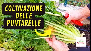 Come Coltivare Le PUNTARELLE [upl. by Jaret]