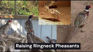 Raising Pheasants [upl. by Emelina]