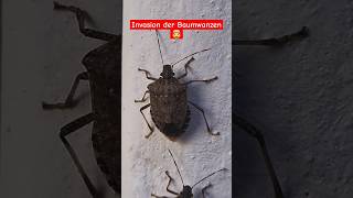 Die Stinker sind zurück 🤯 youtubecreatorcommunity help bugs [upl. by Yusem]