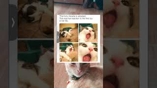 flicks reaction  memes cat shorts [upl. by Auahsoj]