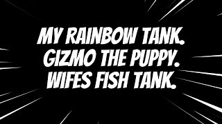 2024  Our Fish Tanks and Gizmo the Puppy [upl. by Elayor]