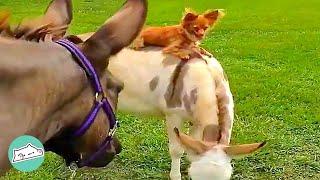 Rescue Donkey Lets Dog Brother Catch Rides on His Back  Cuddle Friends [upl. by Aleda]