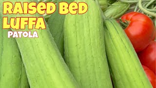 2022 luffa raised bed  seed to harvest  zone 3 Manitoba Canada [upl. by Paolina344]