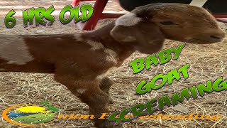 6 hours old baby goat screaming for mommy SHORTS [upl. by Brace]