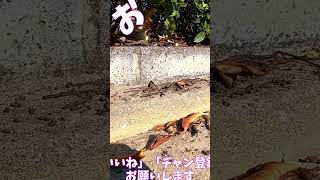 猫」「CAT amp PEACE」 cat straycat ねこ動画 ねこ 猫動画 猫好きさんと繋がりたい [upl. by Annaerda]