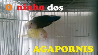 Casal de Agapornis e o NINHO [upl. by Lantha]