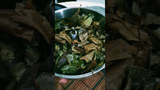 Homemade making fresh guyabano leaves into powderguyabano tea [upl. by Ainattirb]