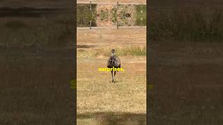 Emu bird facts you didnt know shorts [upl. by Rugg]