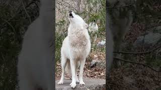 Awesome Amazing White Wolf Howling shorts foryou animals wildlife [upl. by Ellenet]