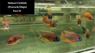 Malawi Cichlids PeacockHaps Part IV Trop Aquarium SG [upl. by Ahras]