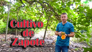 🤠💲Producción de zapote consejos gratis para una excelente rentabilidad de este delicioso fruto🏡💪🏻 [upl. by Yerot]