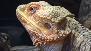 Pogona vitticeps Ahl 1926 HD  agame barbu bearded dragon  ExpoZoo  102014 [upl. by Chansoo]