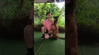 Belgian malinois training dogtraining [upl. by Carrel]