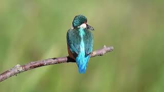 Kingfisher juvenile fishing [upl. by Jimmie319]