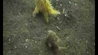 Crazy Hairy Frogfish [upl. by Syl]